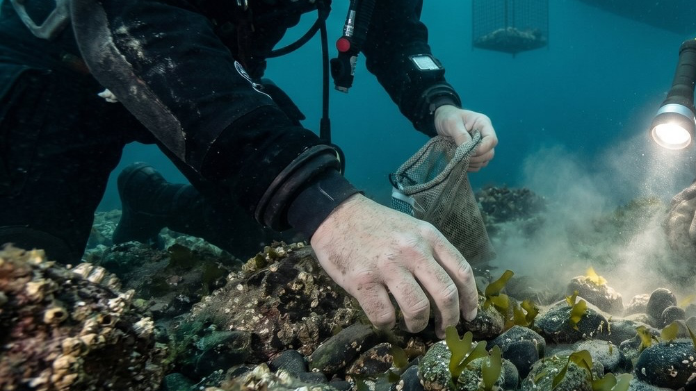 Fra idealisme til marked: insentivordningene som driver marin naturrestaurering i Norge